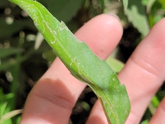 Bidens hyperborea