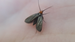 Cauchas rufifrontella