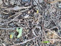 Psyllobora vigintiduopunctata