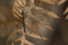 Neuroleon