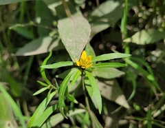 Bidens hyperborea