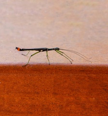 Damasippus staudingeri