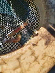 Upogebia