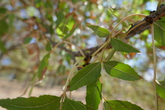 Acer monspessulanum