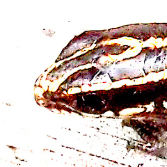 Plestiodon latiscutatus