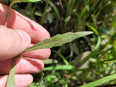 Bidens hyperborea
