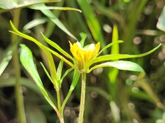 Bidens hyperborea