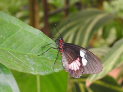 Parides iphidamas