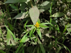 Bidens hyperborea
