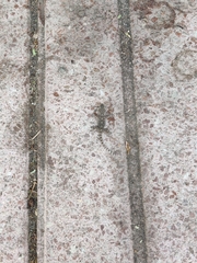 Tarentola mauritanica