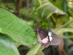 Parides iphidamas