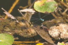 Erythromma lindenii