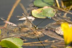 Erythromma lindenii