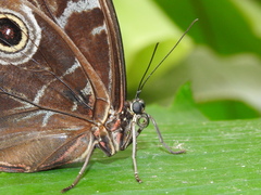Morpho helenor peleides