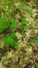 Hepatica transsilvanica
