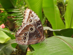 Morpho helenor peleides