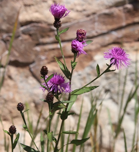Centaurea nigrescens