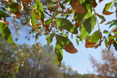 Acer monspessulanum
