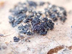 Enchylium coccophorum