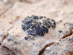 Enchylium coccophorum