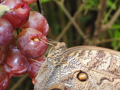 Caligo telamonius memnon