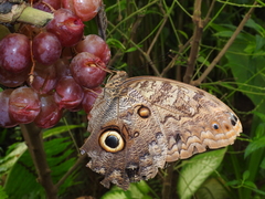 Caligo telamonius memnon
