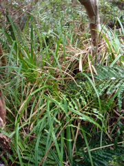 Carex ternaria