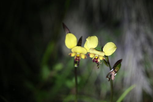 Yellow Granite Donkey Orchid (Diuris hazeliae)