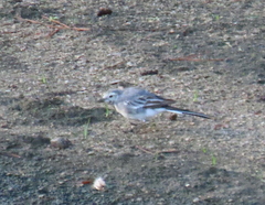 Motacilla alba