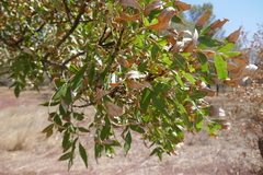 Acer monspessulanum