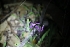 Caladenia hirta rosea