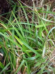 Carex ternaria