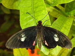 Parides iphidamas