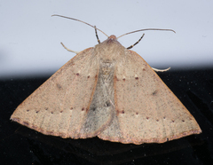 Androchela milvaria