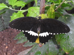 Papilio polytes