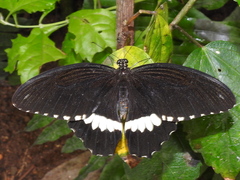 Papilio polytes