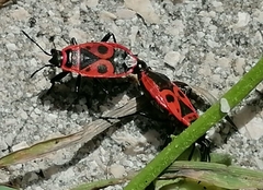 Pyrrhocoris apterus