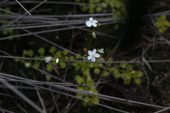 Drosera rupicola