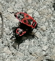 Pyrrhocoris apterus