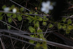 Drosera rupicola