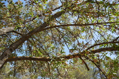 Acer monspessulanum