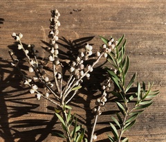 Melaleuca decora