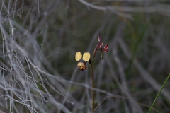 Diuris brachyscapa