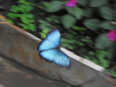 Morpho helenor peleides