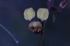 Diuris brachyscapa