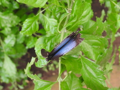 Morpho helenor peleides