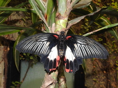 Papilio memnon