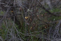 Diuris brachyscapa