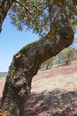 Acer monspessulanum