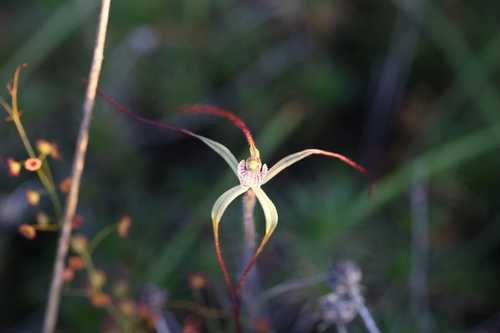 Image of Caladenia dimidia by (c) Hugo Innes, some rights reserved (CC BY)